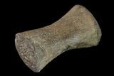 Fossil Pliosaur (Pliosaurus) Flipper Digit - England #136738-3